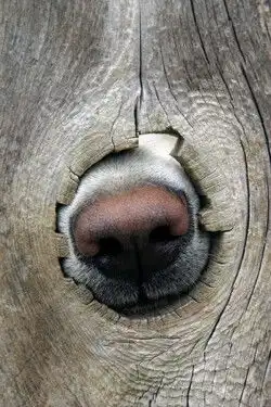淘气的鼻子
