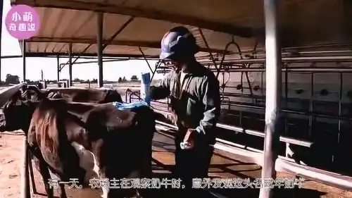 全网最火的奶牛,竟自产自销,主人每天都在亏本搞笑画面被拍下
