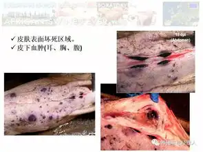 非瘟高清图谱患了非洲猪瘟的病猪究竟什么样
