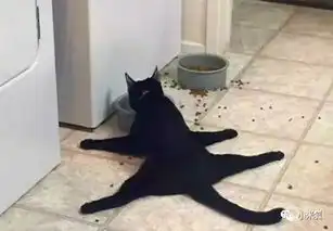 学生画猫老师给0分现在的喵星人都酱紫,怪我咯
