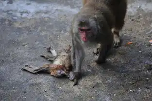 福州动物园小猕猴夭折母猴寸步不离依旧喂奶
