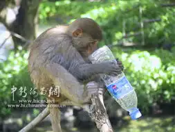 欢乐猕猴节猴岛开心大抽奖幽默猴子逗你笑
