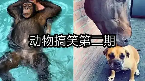 动物迷惑行为大赏,第一期,爆笑名场面,搞笑视频
