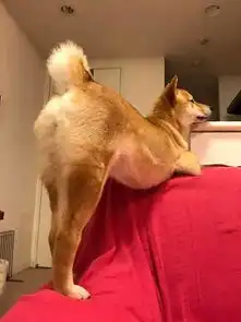 天啦噜,柴犬居然摆出火辣性感小翘臀,坐等泰迪.....
