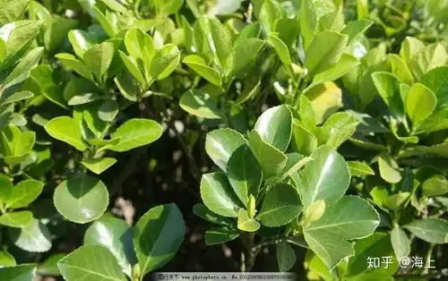 冬青树长什么样

