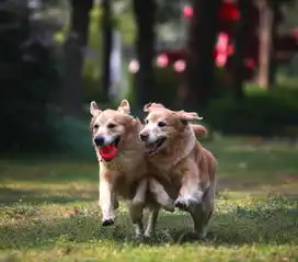 祝糖糖6岁生日快乐图片第15428张狗狗搞笑图片
