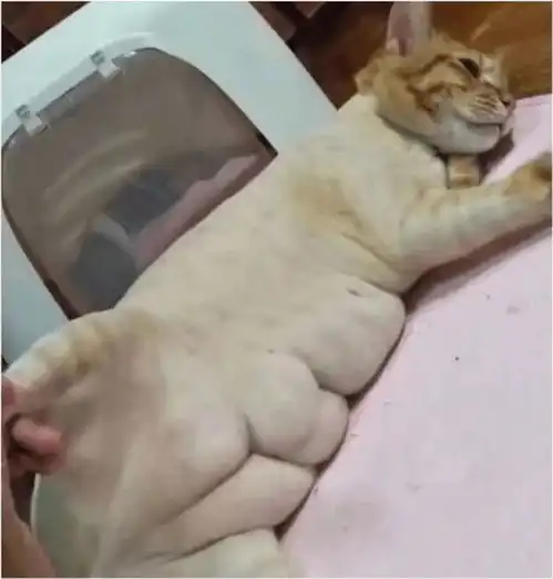 闺蜜养的猫,胖出了六块腹肌,不看猫脸就是头猪
