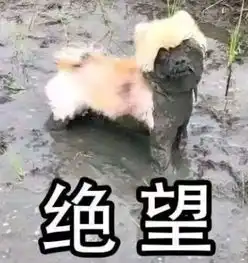 留美精英在纽约虐杀狗狗,服刑后被遣返回国对不起,这种人我们也不欢迎
