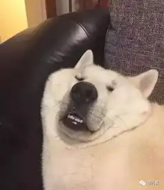 狗狗什么时候最搞笑,当然是睡觉的时候
