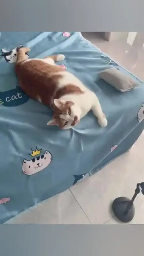 激萌动物家养宠物橘猫爆笑动物人宠互动
