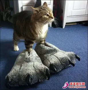 动物穿鞋爆笑逗趣照
