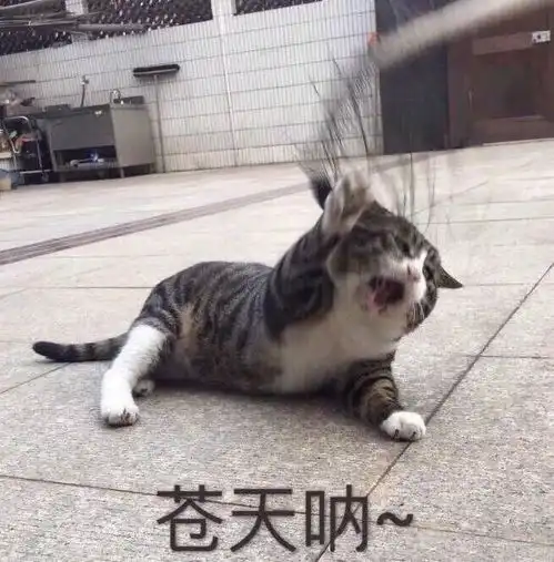 搞笑可爱表情包

