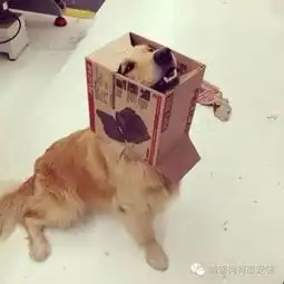 想看看自己有多大能耐,却被困住了
