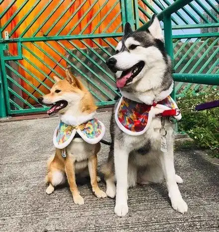 哈士奇遇上柴犬,没想到二哈也有这么深情的一面
