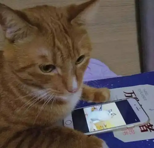 猫咪见过一次朋友家的母猫回到家就郁郁寡欢在主人手机上看到母猫照片直接开
