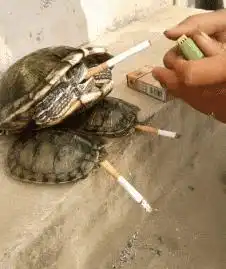 搞笑图片这只猪改变了我对猪队友的理解,哈哈哈

