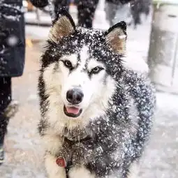 下雪天南北二哈大pk,南方的真心太沙雕了,哈哈...

