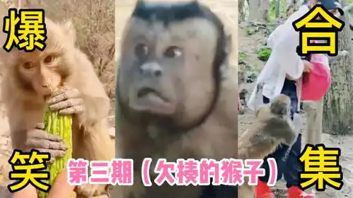调皮猴子扒游客裤子,游客投喂奇葩食物,爆笑视频
