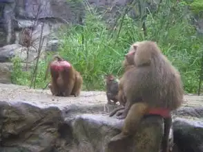 猴子的屁股为什么是红色的和它们的这个习惯有关,发情期会更红
