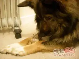 有趣的动物
