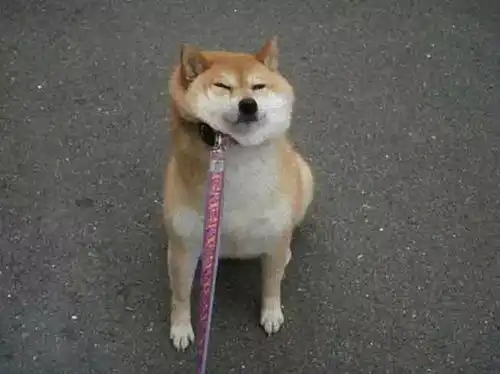 养一只懒癌晚期的狗是一种怎样的体验
