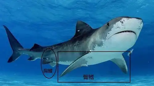 科普知识冷知识科普之鲨鱼
