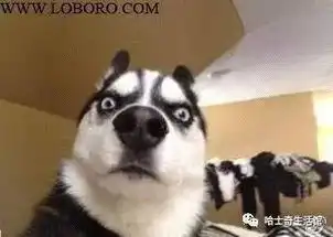 傻缺二货哈士奇搞笑摄影萌图照片

