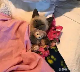 可爱哭无依的孤儿喵喵,一周后就改头换面啦
