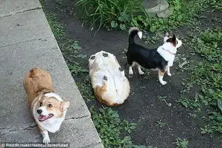 国外网友争相晒爱犬搞笑照片共用天使的趣闻
