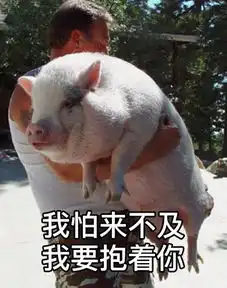 恶搞猪表情包
