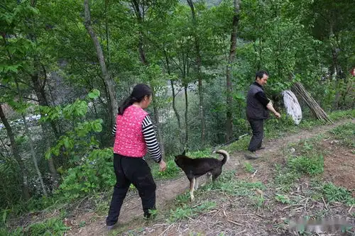 老两口家住河边密林里,种17亩地,过着宁静的田园生活
