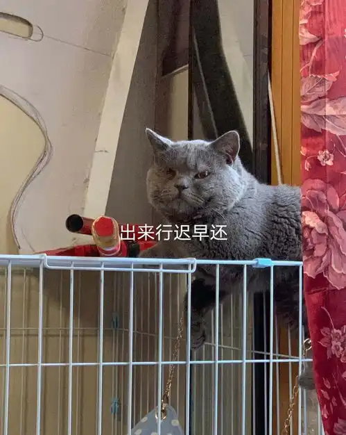 两只猫咪自小生活在一起还长得一模一样,连主人都分不清了
