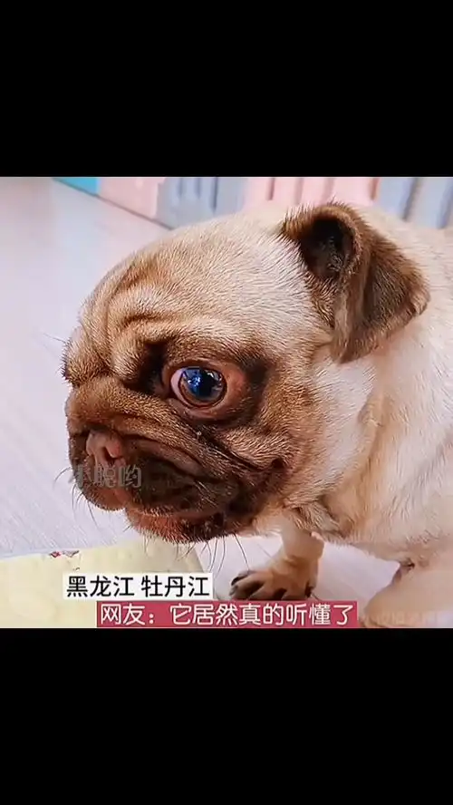 搞笑视频,笑死人啦
