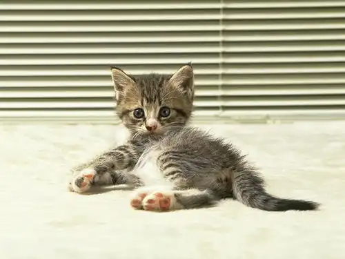 cat0188.jpg可爱猫咪图片专业摄影38
