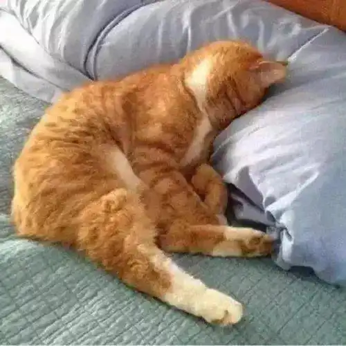 猫猫头像我在熬夜,熟了叫你时间

