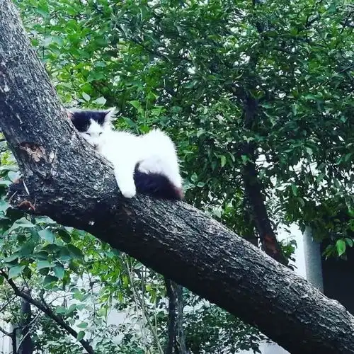 堪称猫界最佳睡午觉位置高难度猫咪上树记录太搞笑
