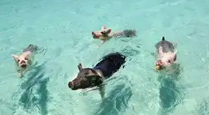 小猪冒险奇遇记游泳猪蹿红网络世界上最幸福的猪
