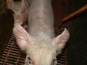 仔猪渗出性皮炎怎么治
