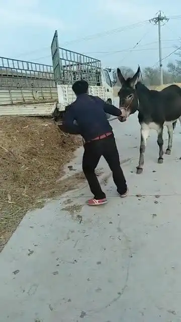 你们猜,驴的力气有没有大哥力气大
