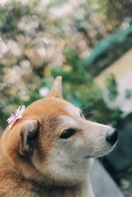 背景可爱狗狗日食记咖喱壁纸
