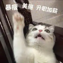 猫咪拜年表情包恭喜发财,红包拿来
