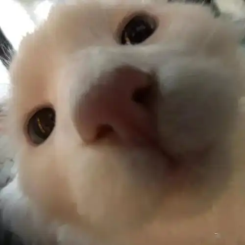 千万不要让猫查你手机,小心挨打
