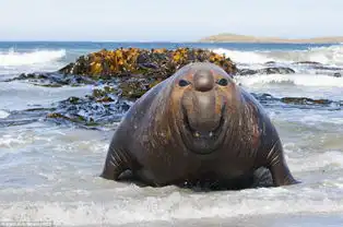 海豹的笑脸
