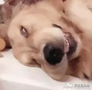 主人晒出金毛睡觉时的照片,大家都笑疯了这睡姿确定不是二哈
