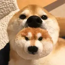 狗狗图片哎呦,是我的小狗子
