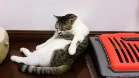 小胖猫和小肥狗的欢乐时光肥猫胖狗搞笑合集
