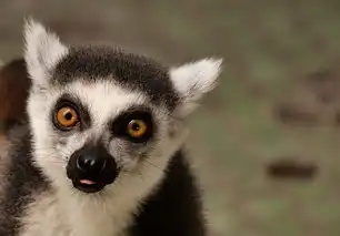 猴子,狐猴,可爱,吃,动物园,ffchen,甜,动物,动物世界,tierparkhellabrunn
