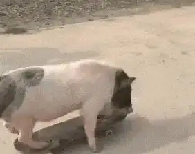搞笑gif趣图遇到猪一样的队友,气哭了
