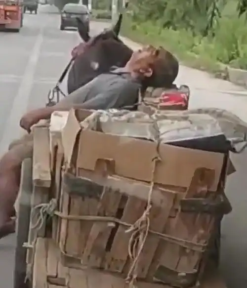 搞笑图片人生第一次养小猫,可它不吃也不闹,是不是抑郁了呢
