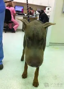 自述汪星人吃蜜蜂肿成大猪头
